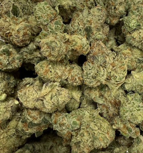 Gastronaut – Premium THCA Flower (Sativa Hybrid)
Gastronaut is an adventurous sativa-leaning hybrid THCA flower from Underground420, showcasing dense, trichome-covered buds with stellar bag appeal. Its vibrant color spectrum features bright lime greens mixed with deep purples and fiery orange pistils, all shimmering under a frosty blanket of resin. The aroma launches with sweet tropical fruit and citrus zest, layered over earthy pine and gassy undertones for a complex bouquet. On the inhale, Gastronaut delivers a burst of sweet fruit and candy-like flavor that evolves into notes of spice and herbal earthiness. This terpene-rich premium THCA hemp flower offers an uplifting cerebral buzz balanced by smooth body relaxation—perfect for creative, daytime exploration without losing grounding.