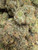 Kitez – Premium THCA Flower (Indica)