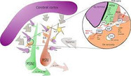 Evidence for the heterotetrameric structure of the adenosine A2A receptor-dopamine D2 receptor complex