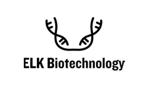 GAK Polyclonal Antibody