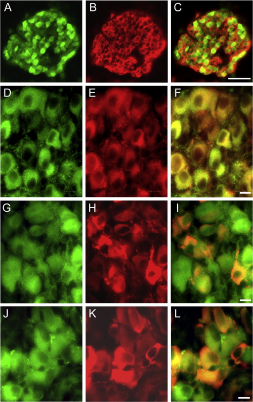 Immunohistochemical localization of the calcitonin gene-related peptide binding site in the primate trigeminovascular system using functional antagonist antibodies.