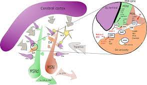 Evidence for the heterotetrameric structure of the adenosine A2A receptor-dopamine D2 receptor complex