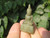 Natural Green Jade Buddha stone statue Amulet Talisman A7                