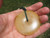 Natural  Honey Jade Agate necklace Amulet stone carving  A78