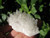 Natural Quartz crystal cluster point specimen mineral stone 
