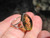 925 Silver Chiapas Amber Ring Taxco Mexico Size 7.75 US  A3454