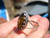 925 Silver Chiapas Amber Ring  Size 6.5 US Taxco Mexico A2664