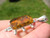 925 Silver Natural Chiapas Amber Pendant Roach Insect Necklace Taxco  A225