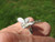 925 Silver Butterfly Ring Taxco Mexico Size 7.5 UD Adjustable  A2855