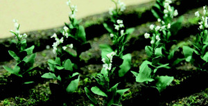 JTT Trees & Shrubs - O Tobacco Plants - 95587