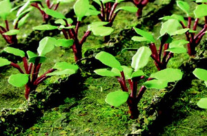 JTT Trees & Shrubs - Ho Rhubarb Plants - 95592