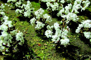 JTT Trees & Shrubs - Ho Cotton Plants - 95590