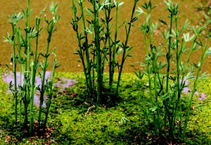 JTT Trees & Shrubs - Bamboo All Scales - 95600