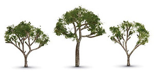 Woodland Scenics - Gum Tree 2.5' - 3.5' 3pk - 3525