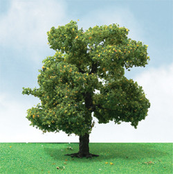 JTT Trees & Shrubs - Ho Sycamore 3.5'-4'2pk - 92310
