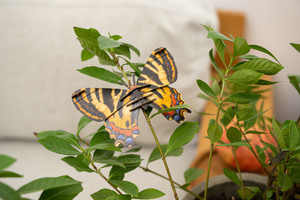 Make Bug - Luehdorfia Butterfly 3D Puzzle Bring Nature Home - C0006