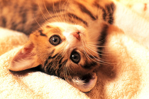 Tomax Puzzles - 1000pc Kitten - 100149