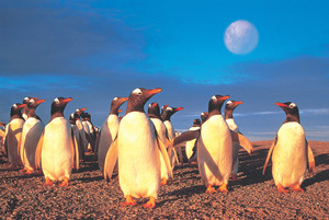 Tomax Puzzles - 1000pc Penquin's World - 100130