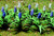 JTT Trees & Shrubs - O Muscaris - 95599