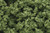 Woodland Scenics - Clump Foliage Lite Green 1qt - 682