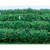 JTT Trees & Shrubs - Ho Flower Hedges Green - 95515