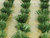 Bachmann - Detachable Grass Bushes - 32507