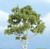 Woodland Scenics - Rm Birch Tree 4' - 1601