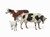 Master Box Limited - Domestic Cows & Goat 1:35 - 3566