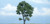 Woodland Scenics - Rm Maple Tree 4 1/2' - 1610