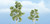 Woodland Scenics - Rm Sycamore Tree 2 1/4' 3' 2pk - 1603