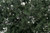 Woodland Scenics - Fine Leaf Foliage Dark Green - 1130