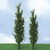 JTT Trees & Shrubs - Ho Poplar 5'-6'3pk - 92318
