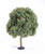 Bachmann - O Oak Trees - 32213