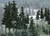Woodland Scenics - Rm Conifer Trees 2 1/2'-4' 33p - 1580