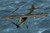 Hobby Boss Models - Fieseler Storch Fi-156U Retooled 1:35 - 80184