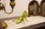 Make Bug - Giant Praying Mantis 3D Kraft Paper Puzzle - C0013