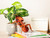 Make Bug - Leafcutting Ant 3D Puzzle, Bring Nature Home - B0005