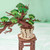 Robotime - Evergreen Pine Bonsai DIY Wooden 3D Puzzle - TG510 Robotime - Evergreen Pine Bonsai DIY Wooden 3D Puzzle - TG510