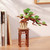 Robotime - Evergreen Pine Bonsai DIY Wooden 3D Puzzle - TG510 Robotime - Evergreen Pine Bonsai DIY Wooden 3D Puzzle - TG510