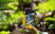 Make Bug - Voices of Nature, Yellow-Bellied Titmouse - D0003
