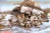 DML Military Kits - Raketenwerfer 8.8cm '43 1:35 - 6097