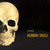 Atlantis Models - Human Skull Anatomy Kit 1:1 - 71301