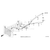 Honda - Hose, Rear Water (Upper) - 19506-HL6-A00