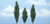 Woodland Scenics - Rm Poplar Tree 3 1/2-4' 3pk - 1611