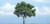 Woodland Scenics - Rm Walnut Tree 4' - 1622