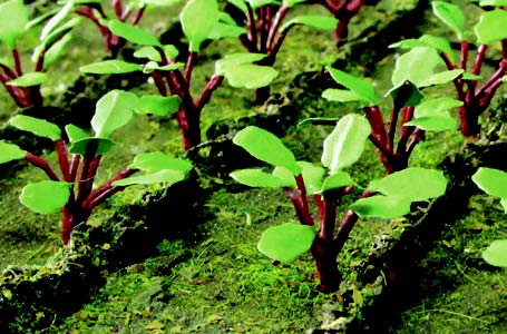 JTT Trees & Shrubs - O Rhubarb Plants - 95593