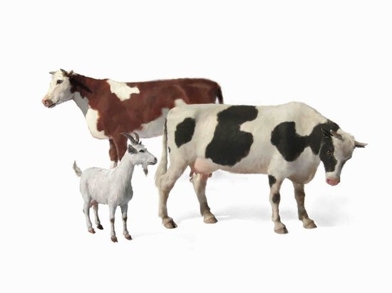 Master Box Limited - Domestic Cows & Goat 1:35 - 3566