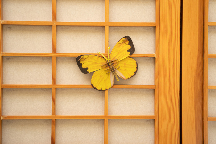 Make Bug - Common Grass Yellow Butterfly 3D Puzzle, Bring Nature Home - C0008