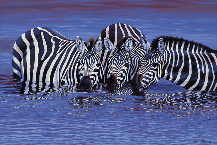 Tomax Puzzles - 1000pc Zebras in The Water - 100123