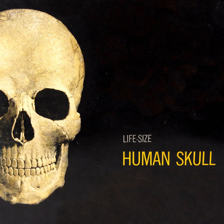 Atlantis Models - Human Skull Anatomy Kit 1:1 - 71301
